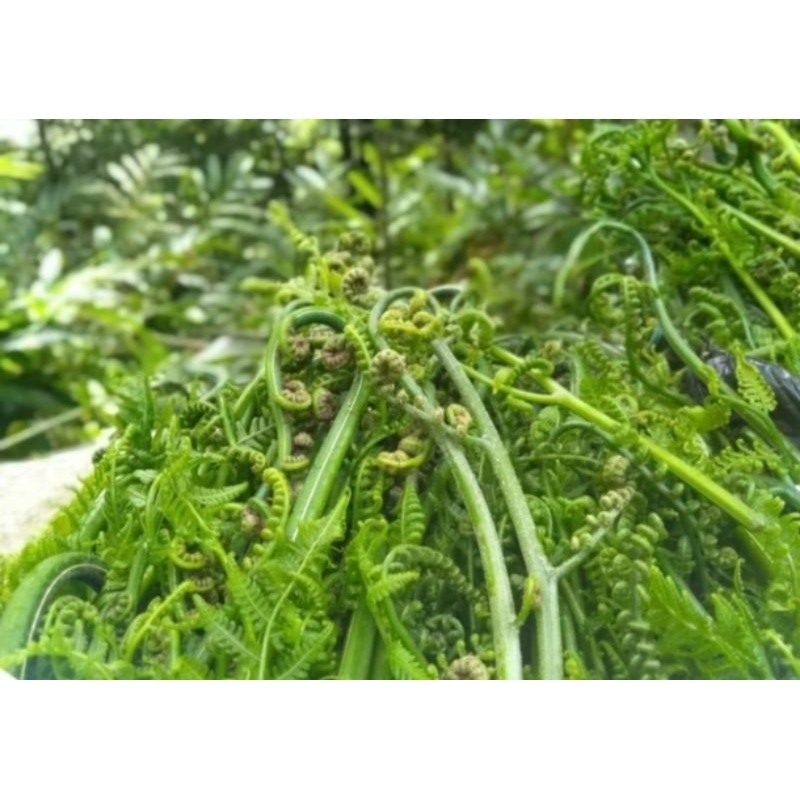 

Pakis sayur segar 1 kg murah