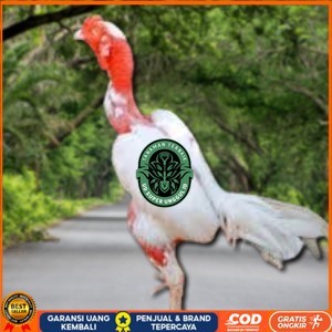 

5 BIJI TELUR RAJA SAIGON PROMOO KERAS.MURAHH UD_SUPER_UNGGUL_ID