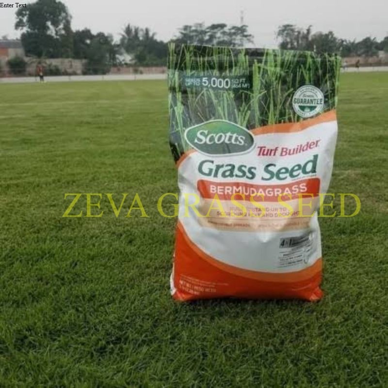 PROMO 50 GRAM Biji rumput jepang - benih rumput jepang - bibit rumput jepang -  bibit rumput swis