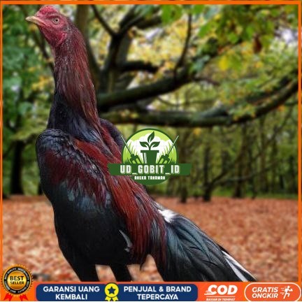 

Telur Ayam Pakhoy Ori Thailand Vertil Siap Di Tetaskan Jaminan Super Oiginal Bergaransii UD_GOBIT_ID