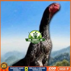 

telur ayam shamo super original UD_GOBIT_ID