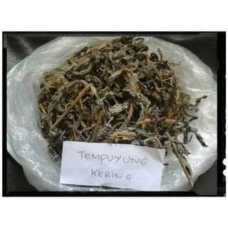 

Daun Tempuyung Kering (250gr) / Obat Herbal Alami