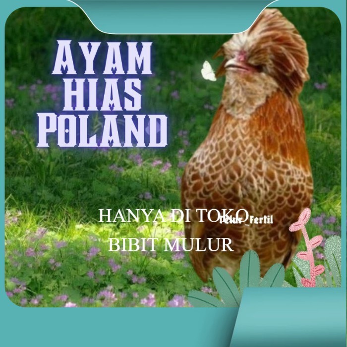 

telur ayam hias Poland bisa untuk di tetaskan original berkualitas