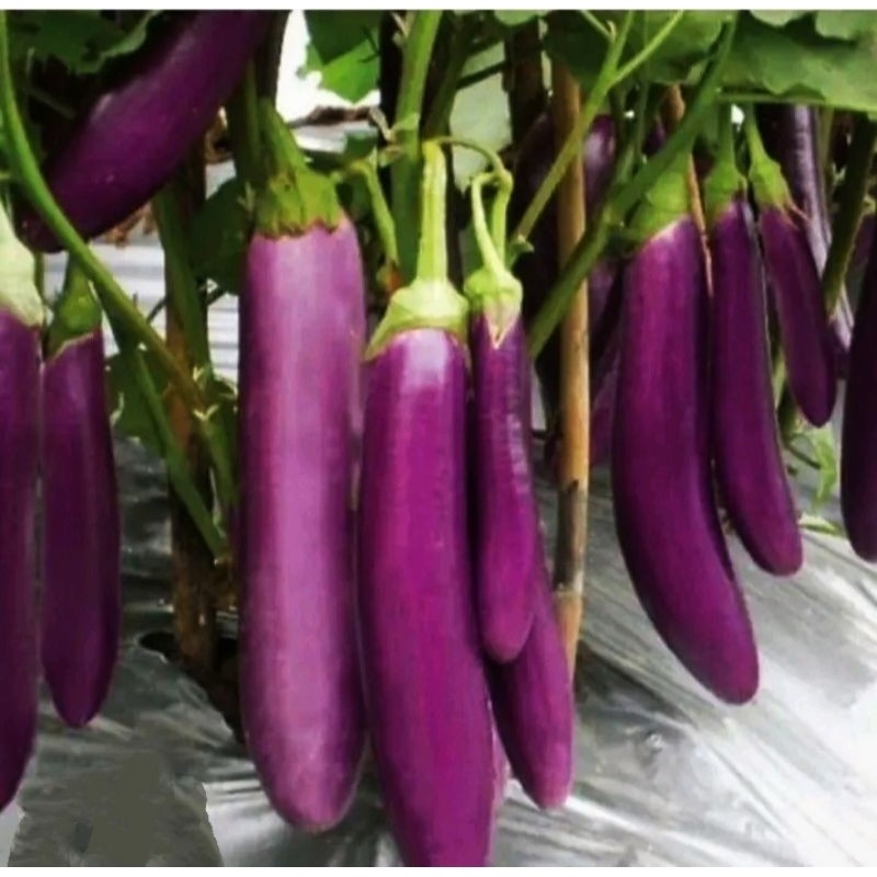 150+ BENIH TERONG UNGU ANTABOGA UNGGUL