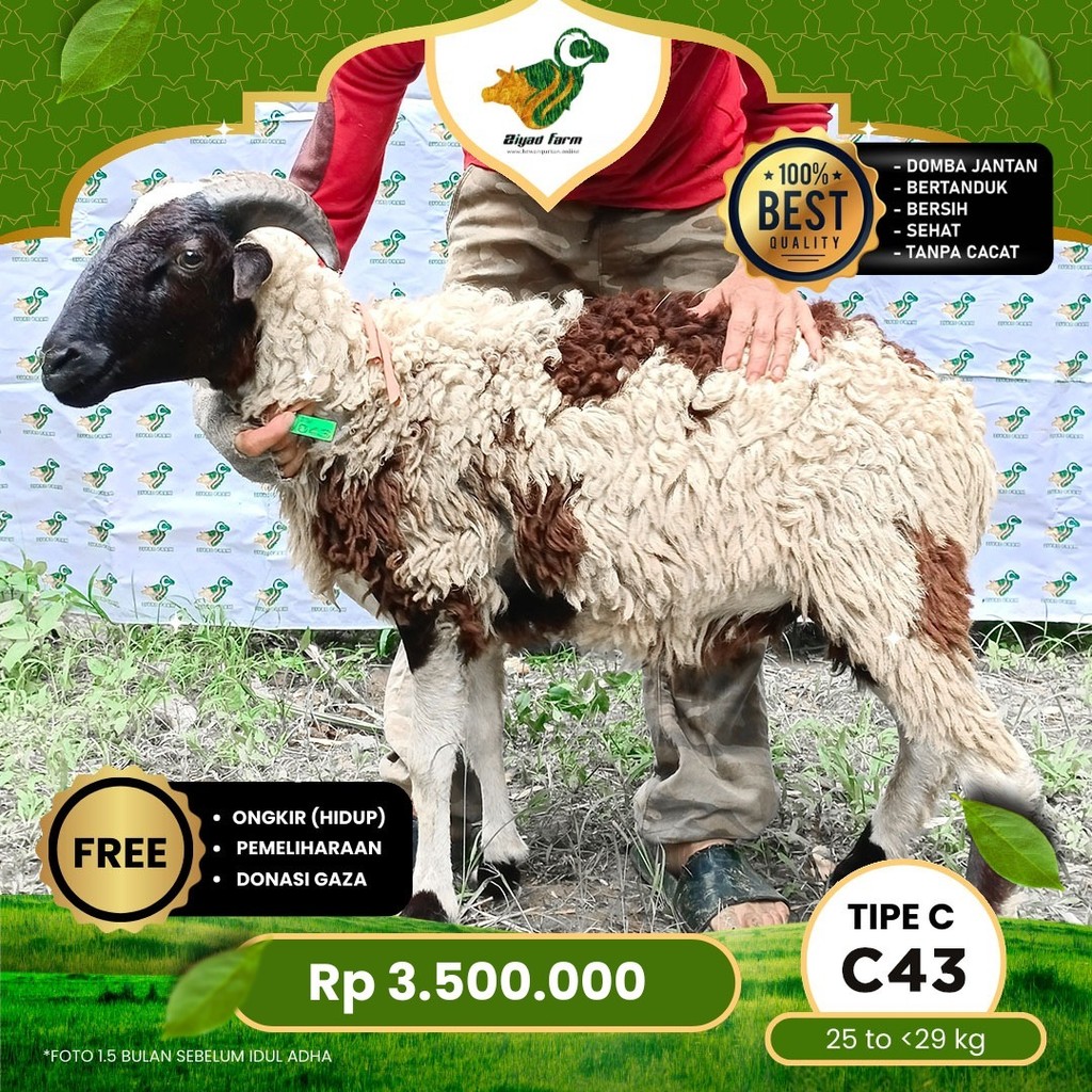 

Domba Qurban, Tipe C - C43. Bobot 25 sd 29 Kg
