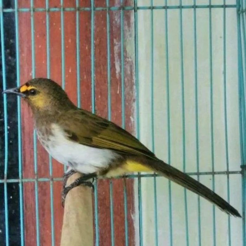 cak wilis jantan rajin bunyi