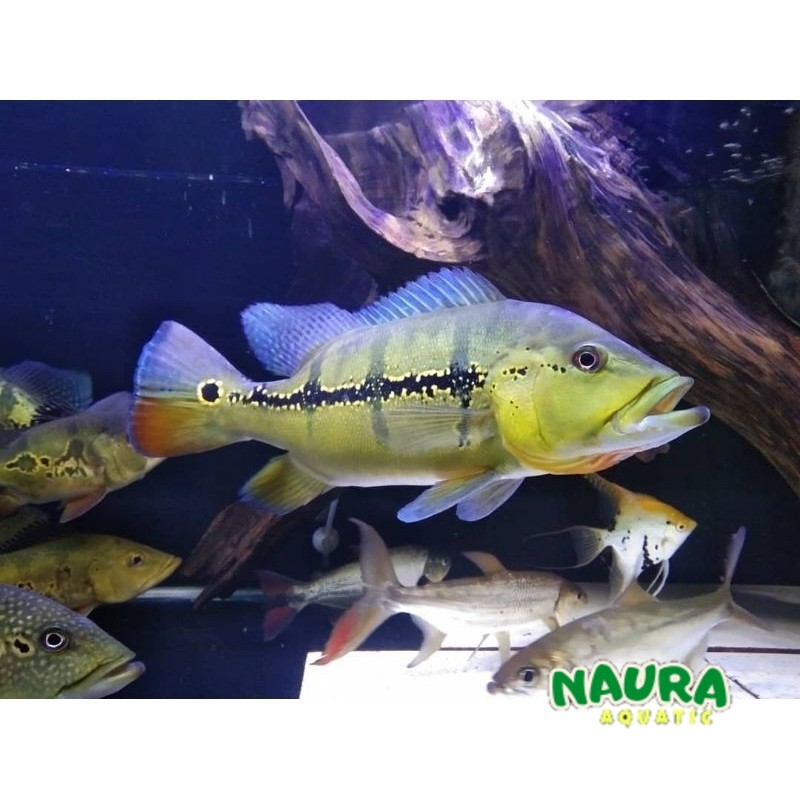 pbass xingu size 4-5 cm peacock bass