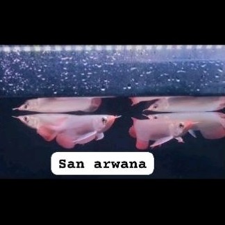 arwana super red hiasan akuarium arowana red chili