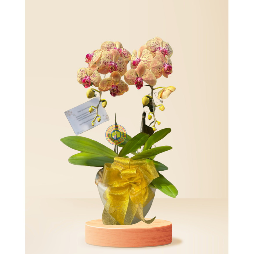 

[Best Seller] Hampers anggrek bulan koleksi isi 2 + pot + pita dan kartu ucapan