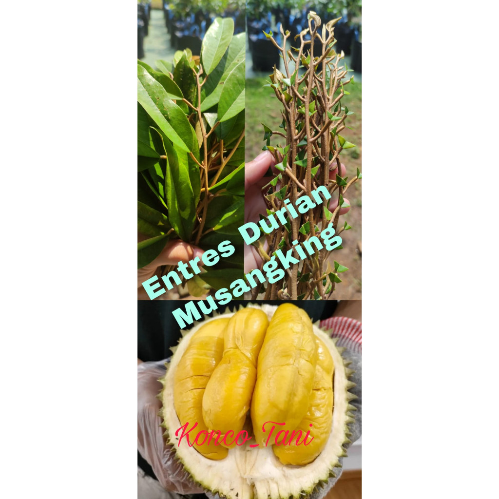 ENTRES DURIAN MUSANGKING ENTRES MATA TUNAS PUCUK