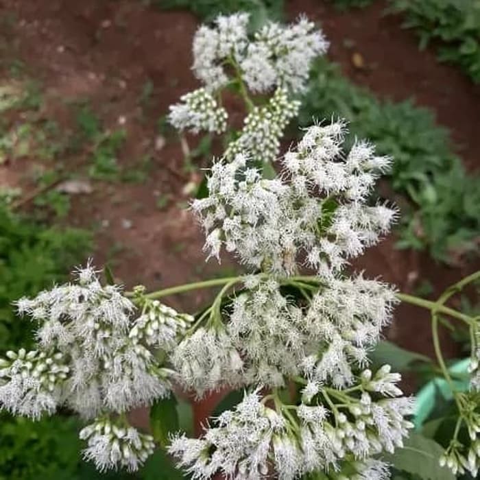 

Daun Kirinyuh atau Marenggo Kering 500 gram