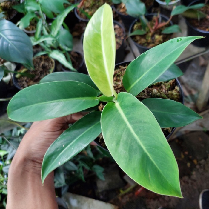 philodendron melodi/lemon Varigata Fresh