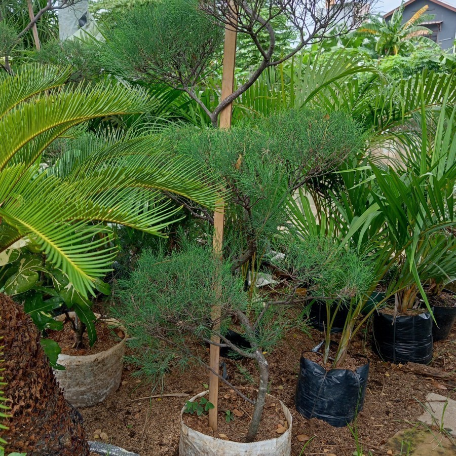 Cemara Udang 1Meter+ - Casuarina equisetidolia - Tanaman Cemara Udang 1m+ lebih