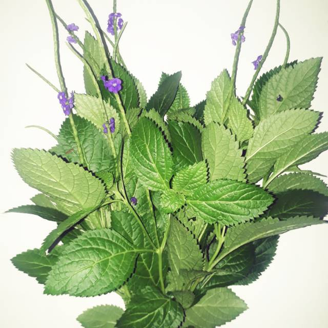 

DAUN PECUT KUDA SEGAR 1KG ATAU JARONG [ FRESH PRODUK ]