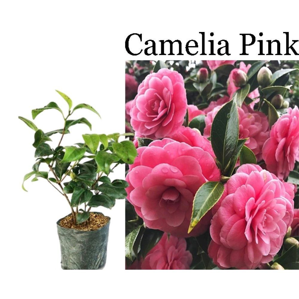 tanaman hias Bunga Camelia pink - Bibit bunga camelia bibit tanaman kamelia asli cangkok