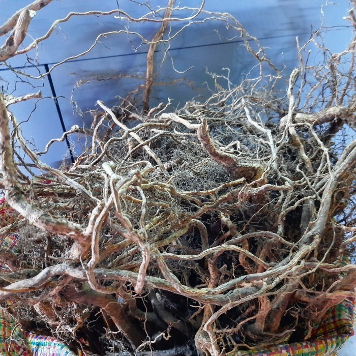 akar senggani aquascape