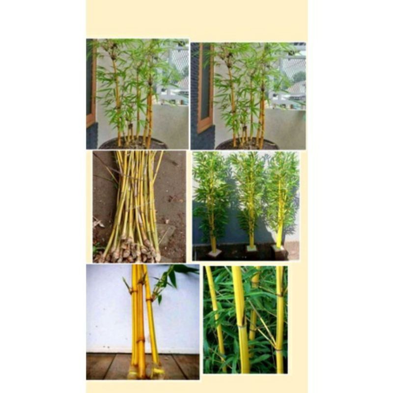 bibit bambu kuning atau stek bambu kuning panjang 50cm