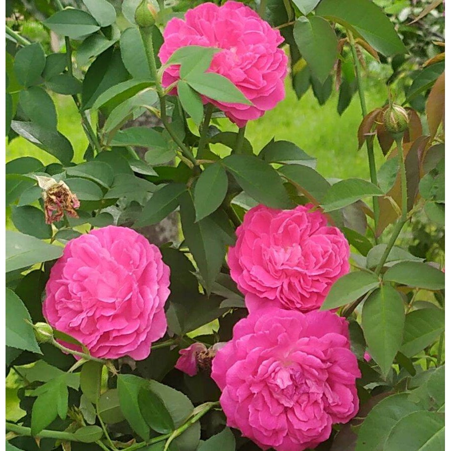 Bibit Mawar Kampung wangi dan Bibit Bunga Mawar Rose