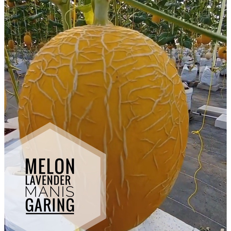 

UD BUAH 3 SMAUDARA BUAH MELON LAVENDER F1 / MELON HAMIGUA JEPANG MANIS CRUNCHY