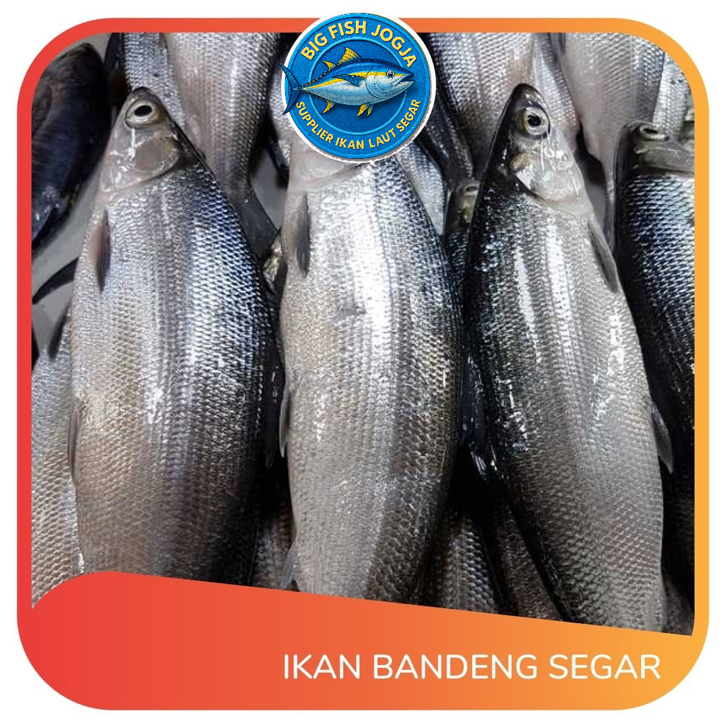 

IKAN BANDENG SEGAR Per 500 gram