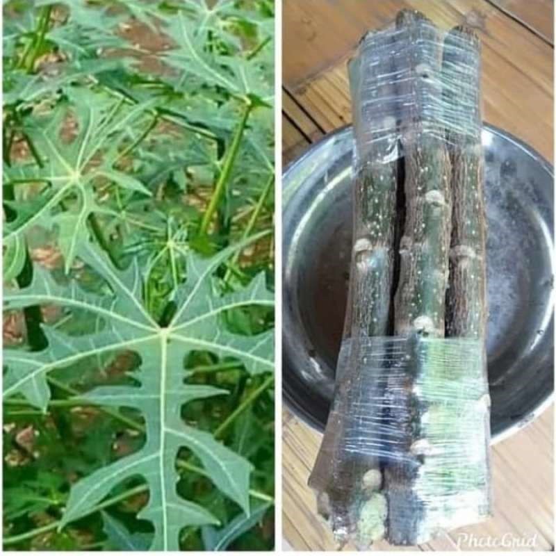 BIBIT STEK PEPAYA JEPANG/LOTES (SIAP TANAM)