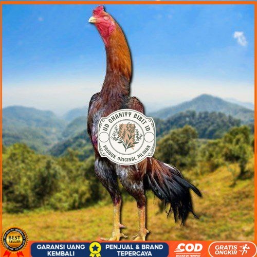 

telur tetas ayam shamo jepang ori UD GHANIYY BIBIT ID