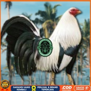 

telur ayam philipin asli AK47 bisa untuk di tetaskan UD_SUPER_UNGGUL_ID