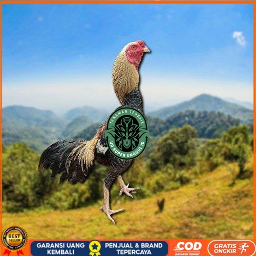 

telur tetas ayam shamo aduan siap di tetaskan UD_SUPER_UNGGUL_ID