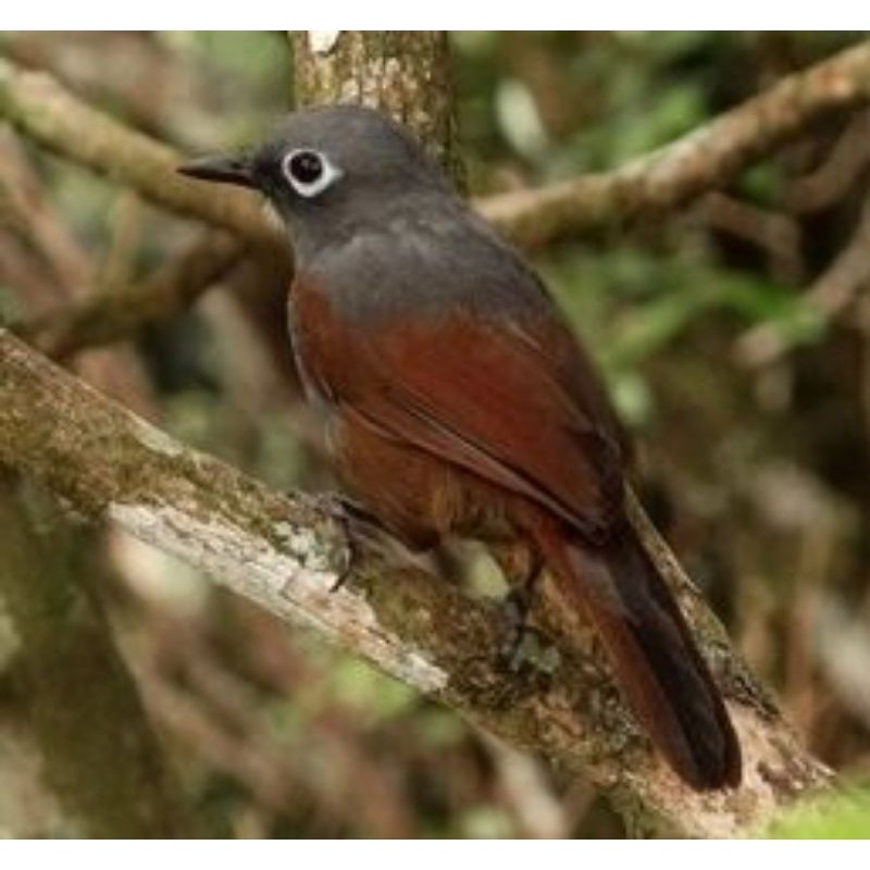 POKSAY MANTEL JANTAN MULUS