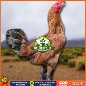 

telur ayam pama ninja berkualitas unggul UD_GOBIT_ID