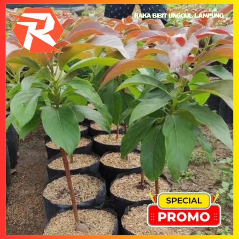 Bibit Alpukat Red Vietnam Super