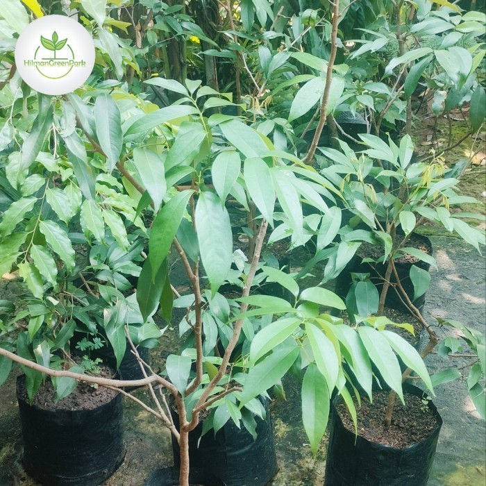 pohon leci merah hasil cangkok