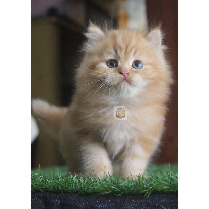 Kucing Persian RED Garfield Marble Bicolour Flatnose Peaknose Ragdol Munchkin Himalaya