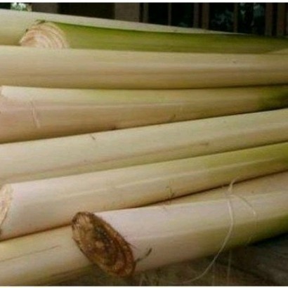 

New Promo gedebong pisang /batang pisang segar per 1kg untuk herbal L.A