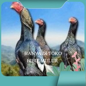 telur tetas ayam shamo bangkok ori  super garansi