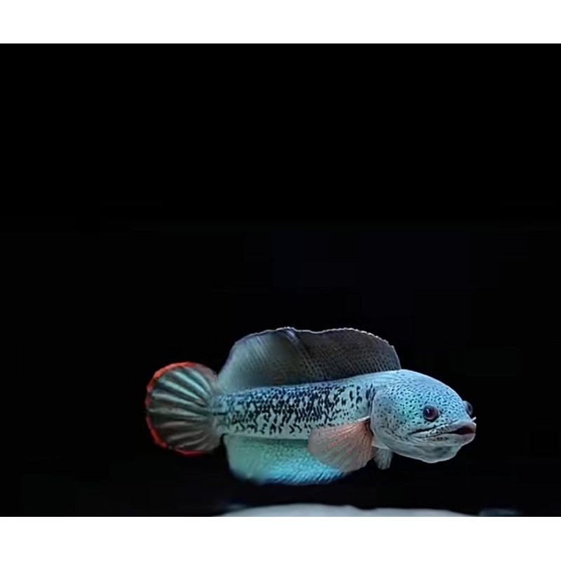 IKAN CANA BARCA 5_7CM