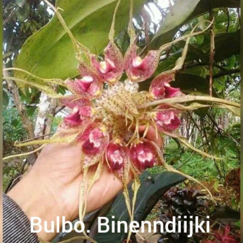 per daun anggrek bulbophyllum binendijki - anggrek gurita  . '
