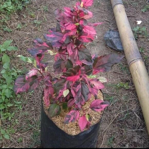 Tanaman Hias Kembang Sepatu Varigata Merah