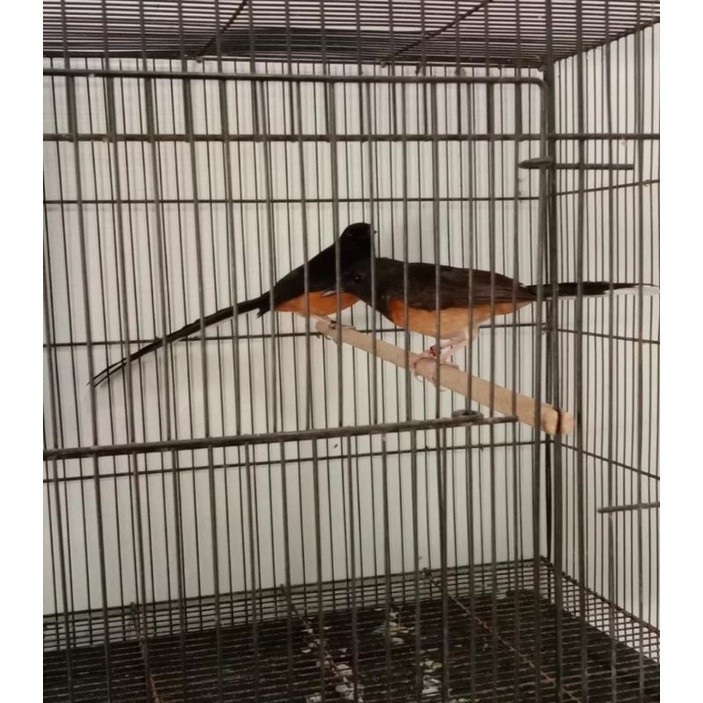 MURAI NON GEMBUNG SEPASANG JANTAN BETINA