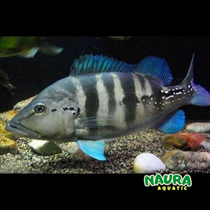 pbass blue azul size baby 4/6 cm