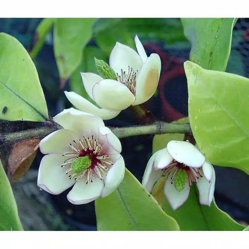 BIBIT BUNGA CEMPAKA MULYA