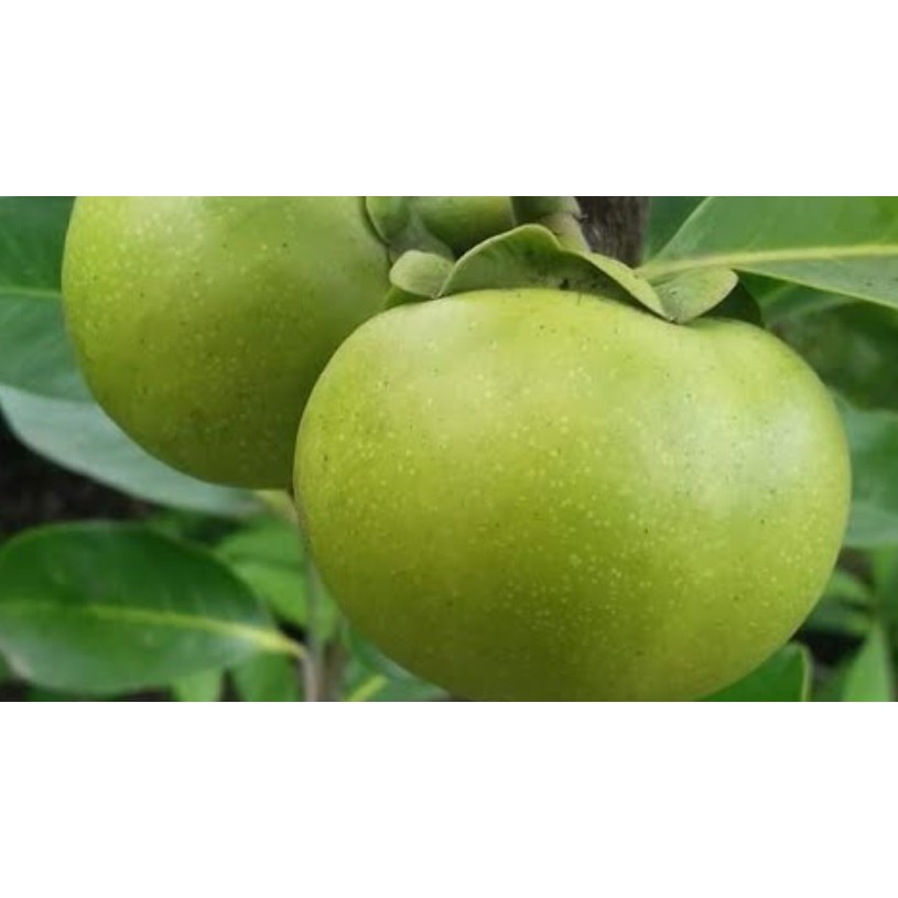 Bibit Tanaman Buah Black Sapote Okulasi – Cepat Berbuah Rasa Puding Cokelat, Tinggi 40-50 cm