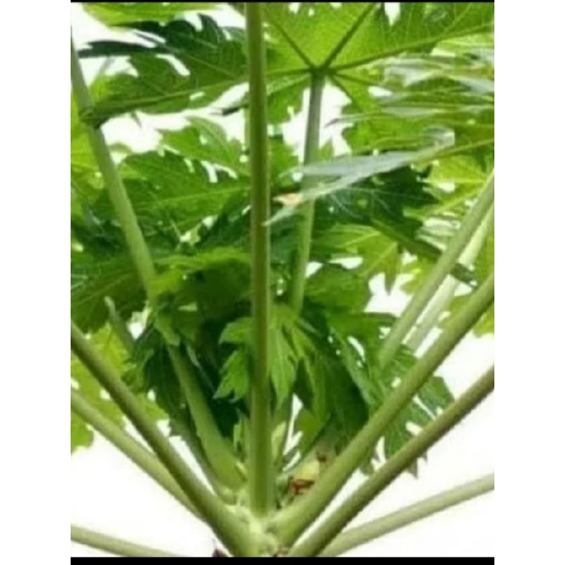 

daun pepaya muda segar untuk 500 gr