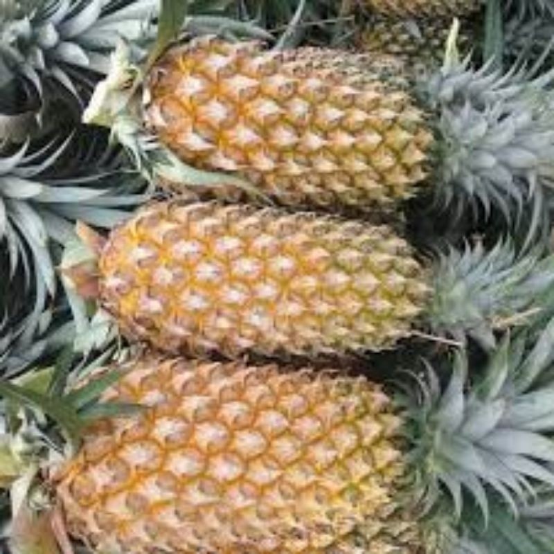 

UD BUAH 3 SAUDARA Buah Nanas Palembang Besar [KHUSUS INSTANT DAN SAMEDAY]