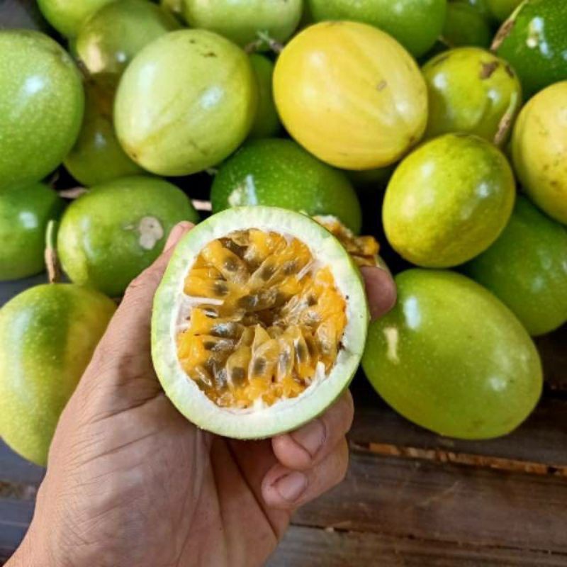 

Buah Markisa Segar 500gram Bahan Minuman Menyegarkan