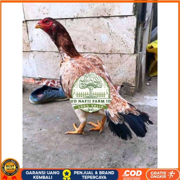 telur ayam aseel madras original berkualitas UD NAFII FARM ID