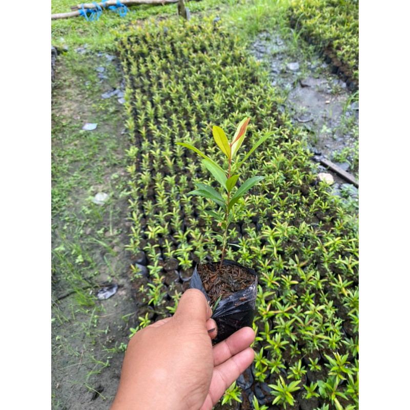 pucuk merah kecil isi 2