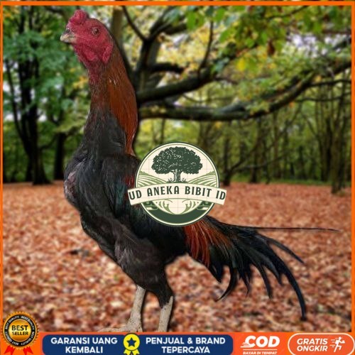 

Telur Ayam Pakhoy Jumbo Vertil Siap Di Tetaskan Jaminan Super Oiginal Bergaransi UD ANEKA BIBIT ID