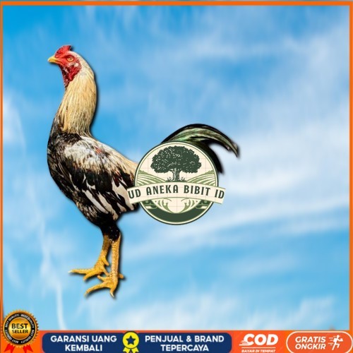 

ayam pama IQ telur fertill 100% terlaris UD ANEKA BIBIT ID