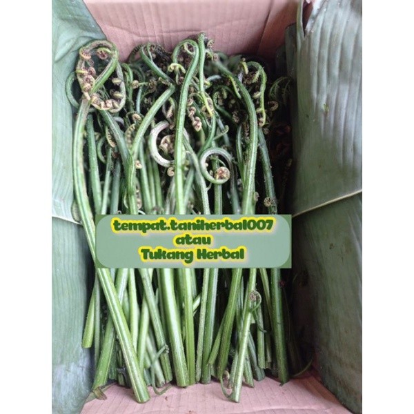 

ready stok pakis sayur super unggulan baru di petik 500gram fress
